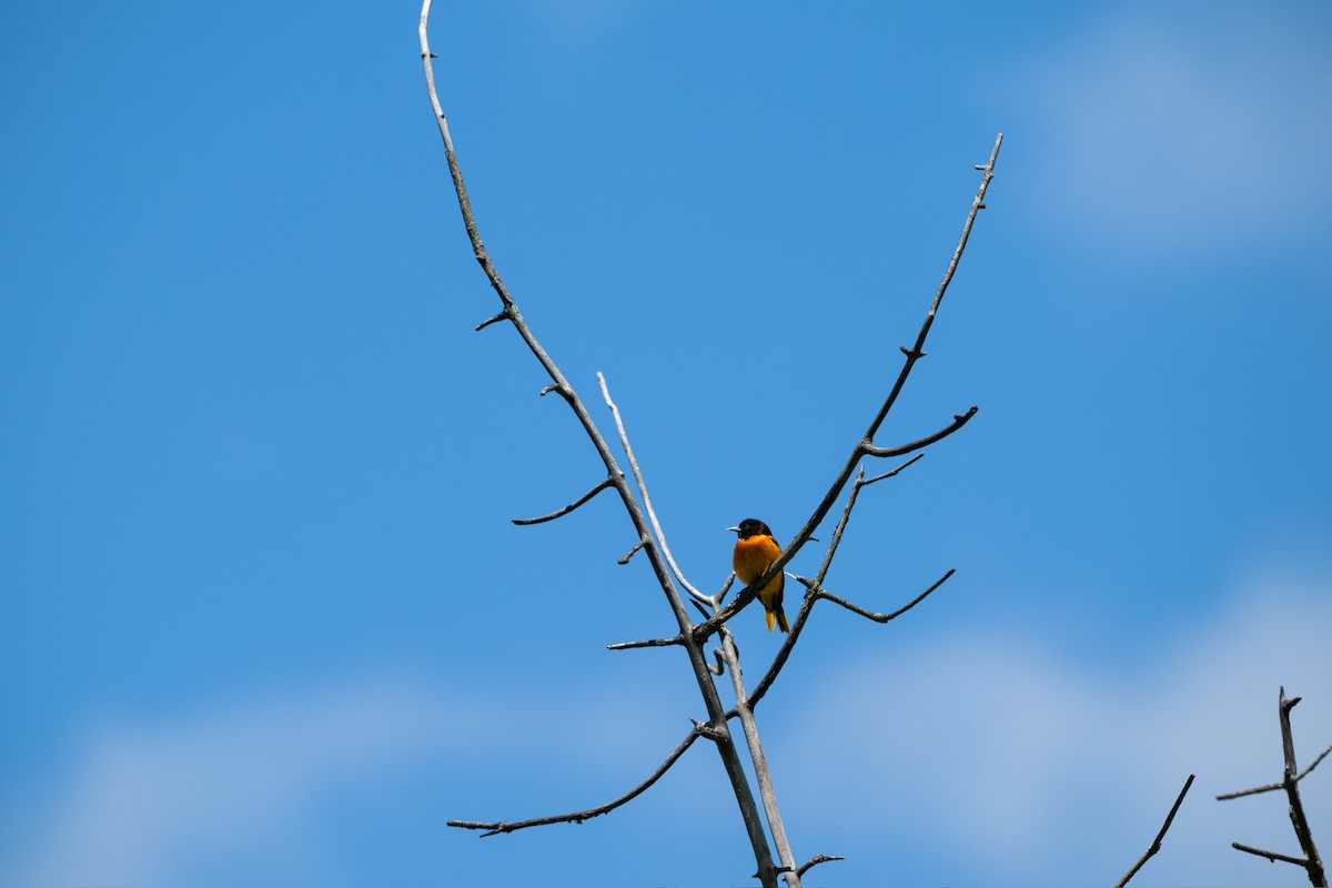 ボルチモアムクドリモドキ - ML647867552