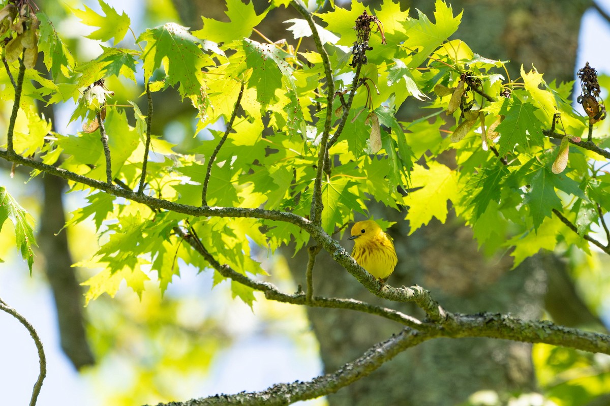 Sarı Ötleğen - ML647867580