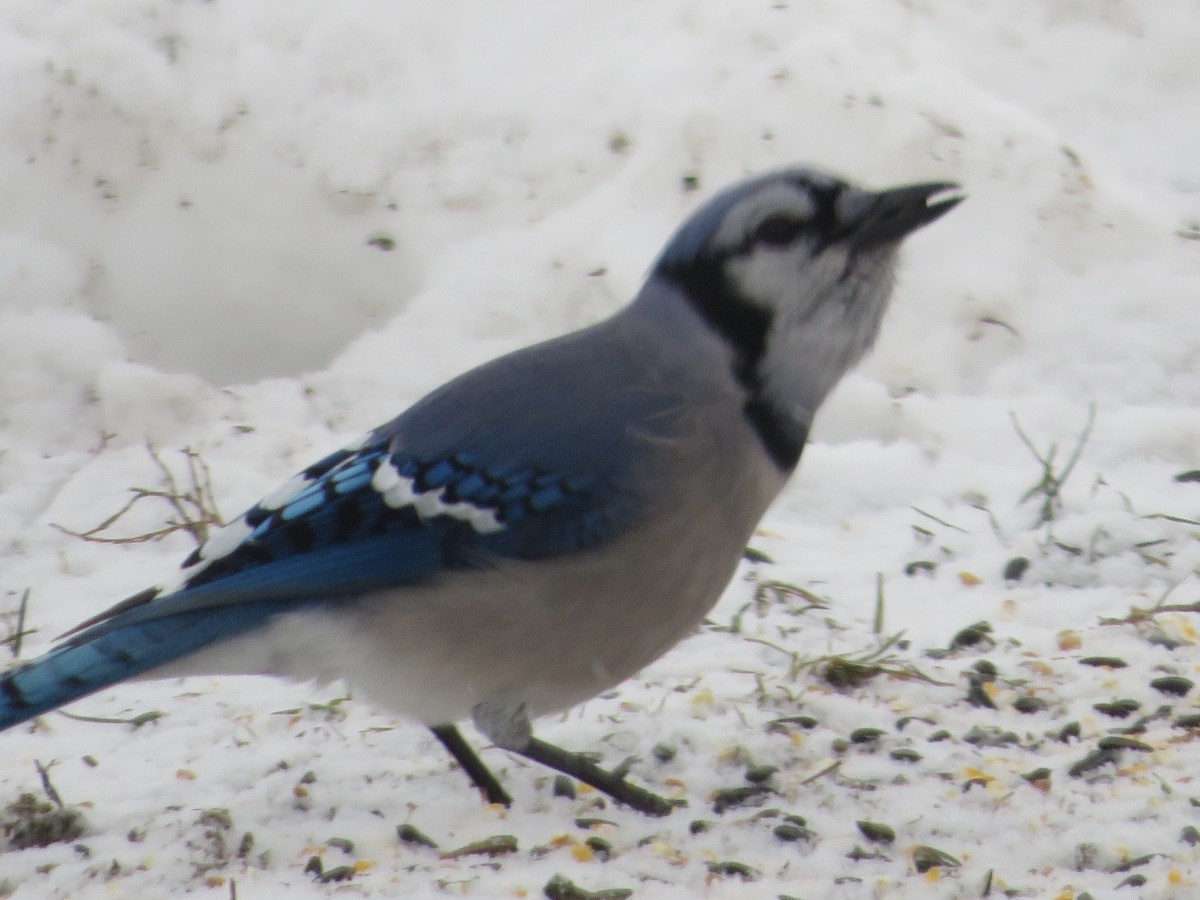 Blue Jay - ML647867588