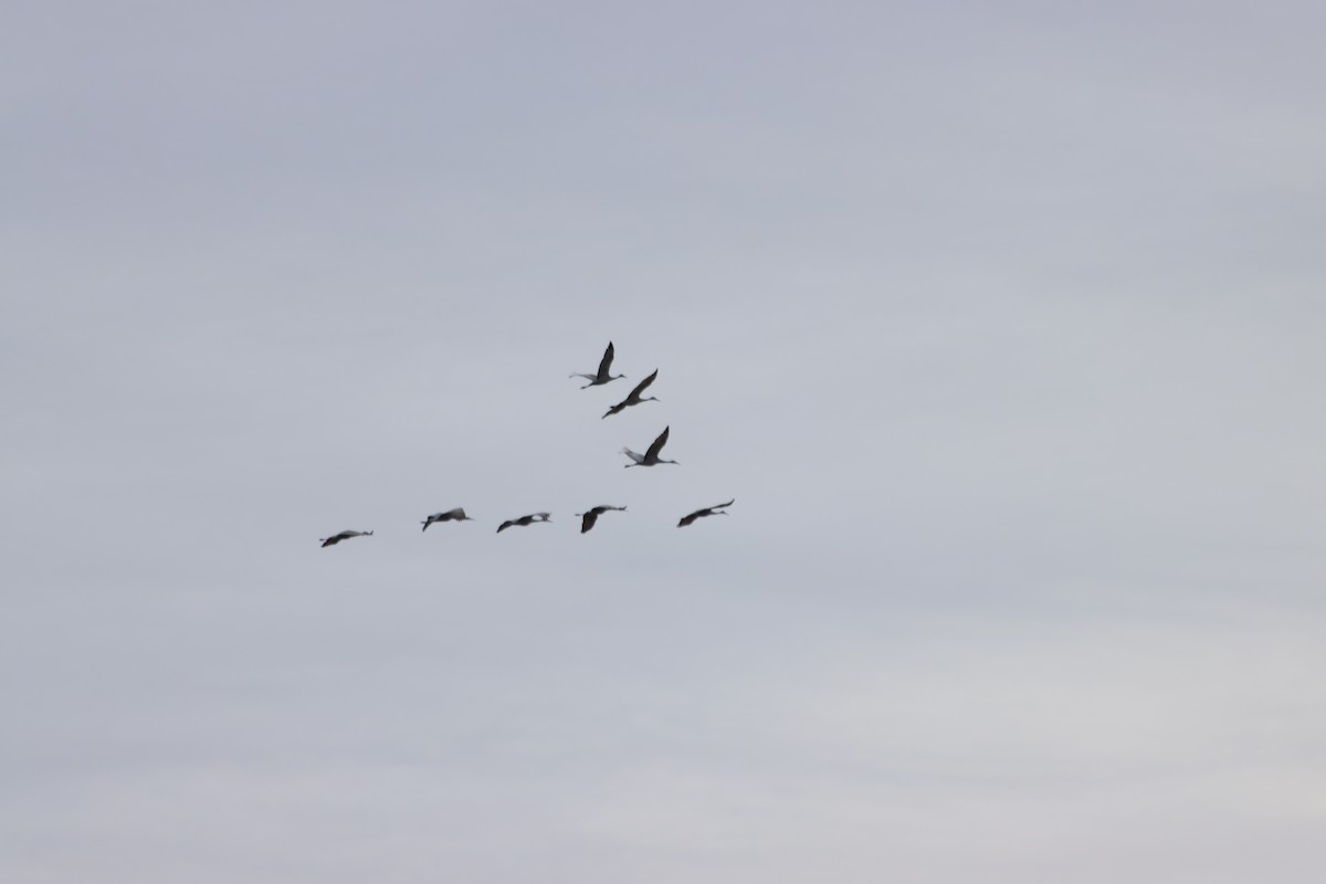 Grulla Canadiense - ML647867597