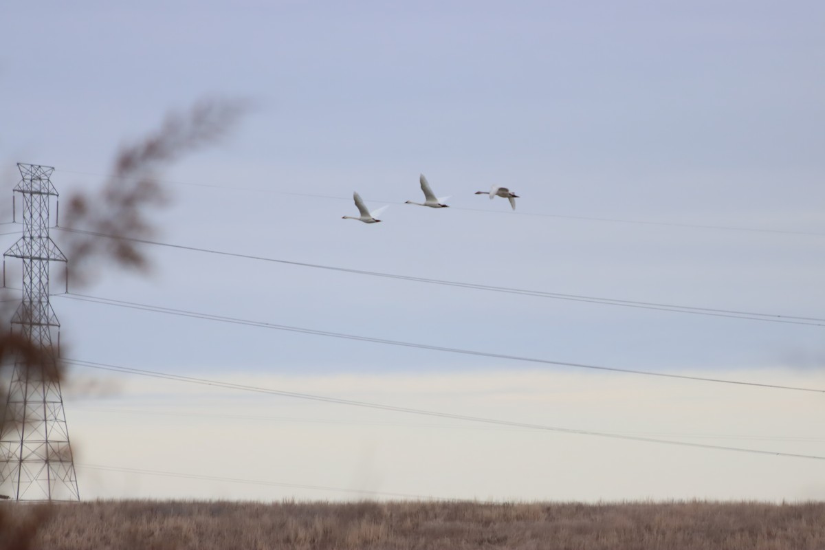 Cisne Chico - ML647867599