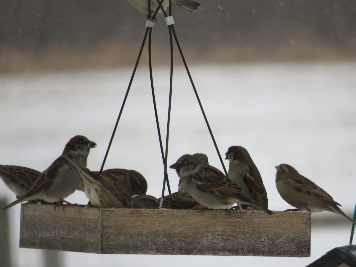 דרור הבית - ML647867622