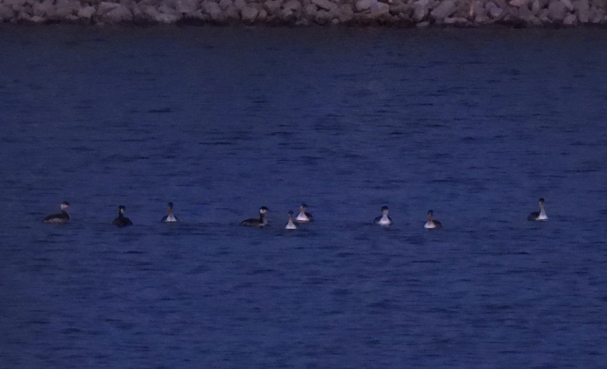 Horned Grebe - ML647867652