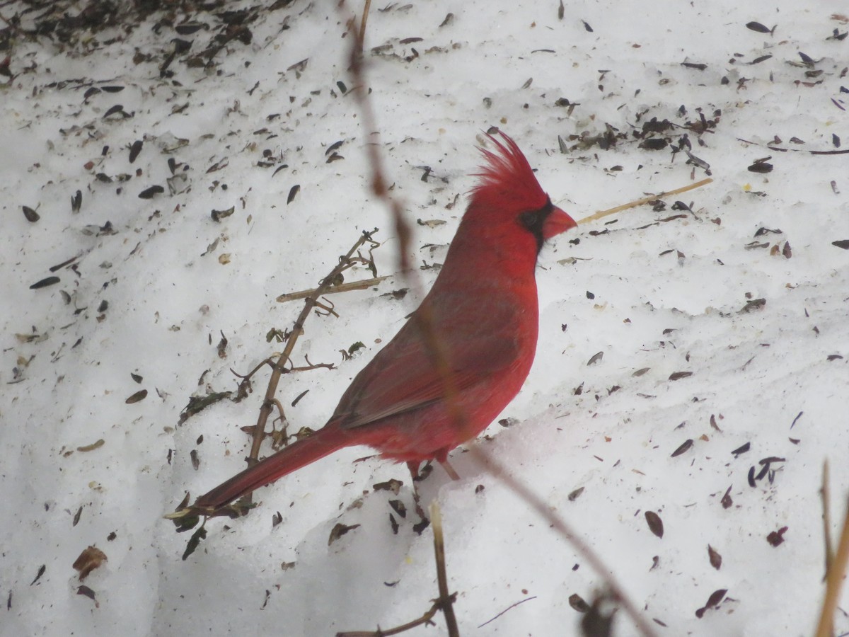 Kırmızı Kardinal - ML647867660