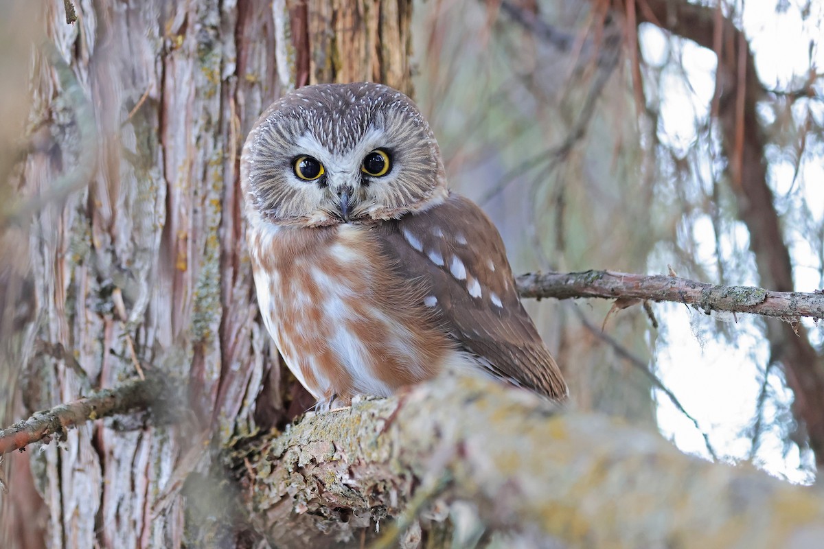 Kızıl Benekli Baykuş - ML647867669