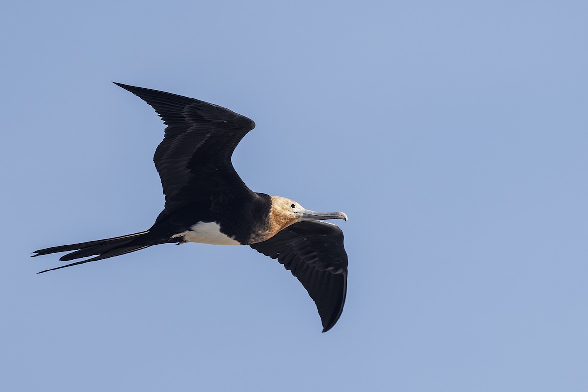 Büyük Fregatkuşu - ML647867671