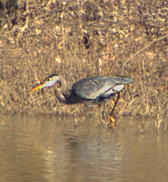 Amerika Gri Balıkçılı - ML647867672