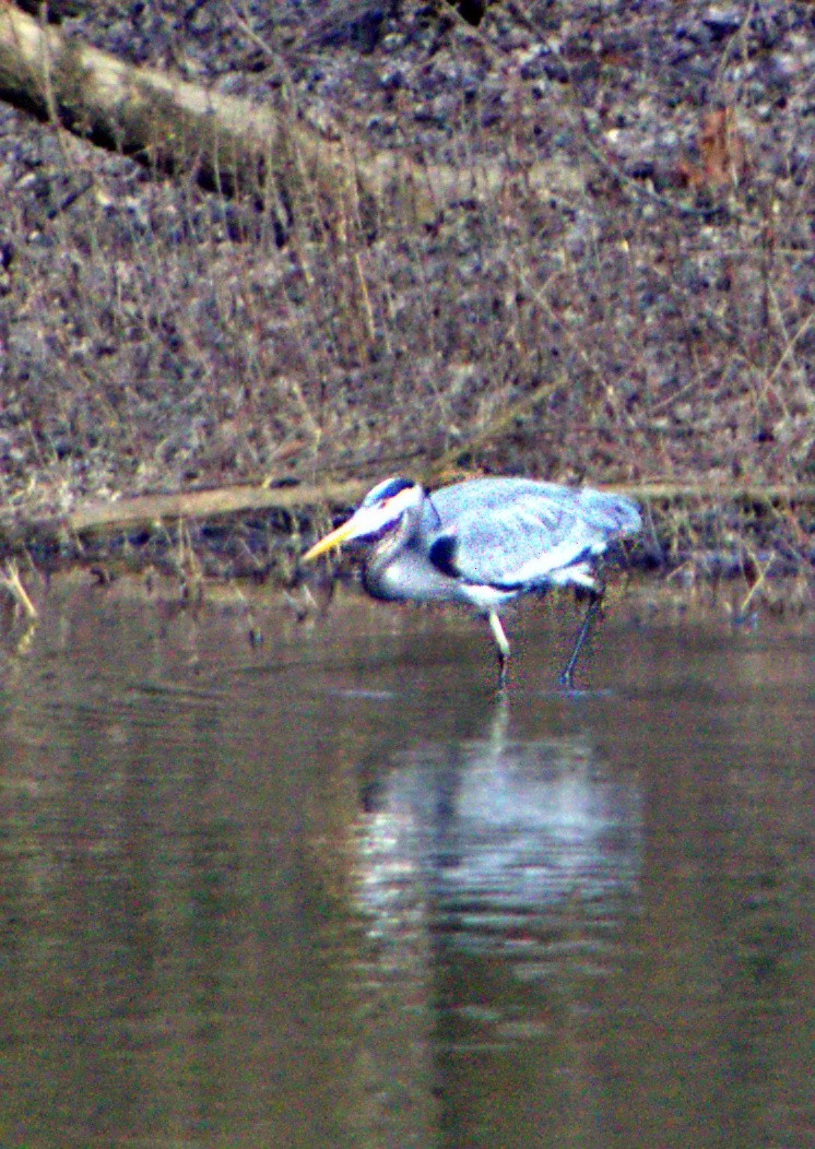 Amerika Gri Balıkçılı - ML647867673