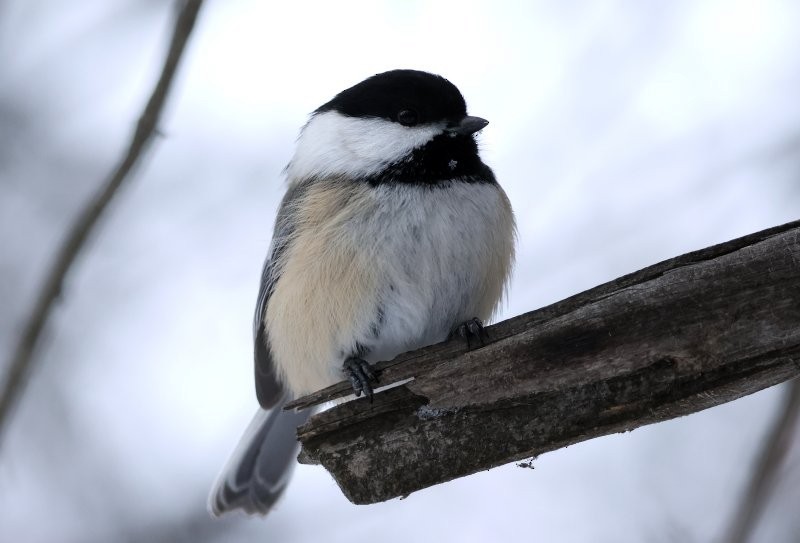 Amerika Baştankarası - ML647867674