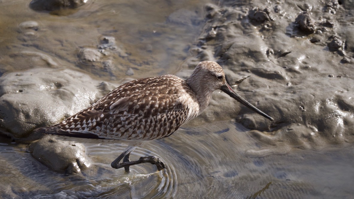 Çamurçulluğu - ML647867676