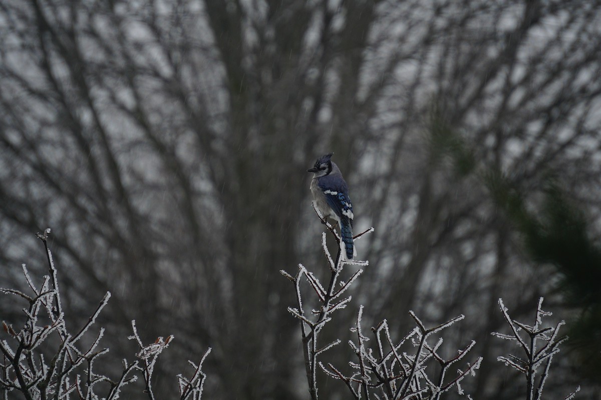 Mavi Karga - ML647867677