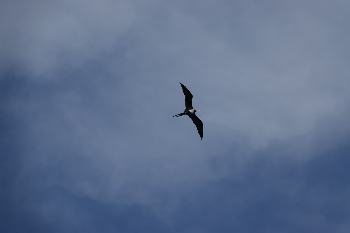 Muhteşem Fregatkuşu - ML647867678