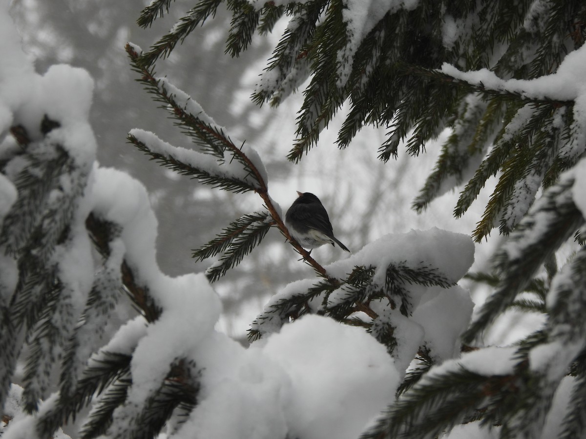 Kara Gözlü Junko - ML647867679