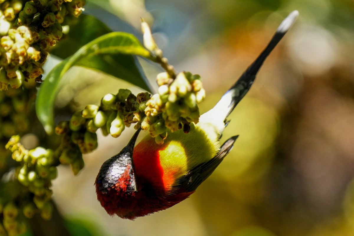 Gould Nektarkuşu - ML647867680