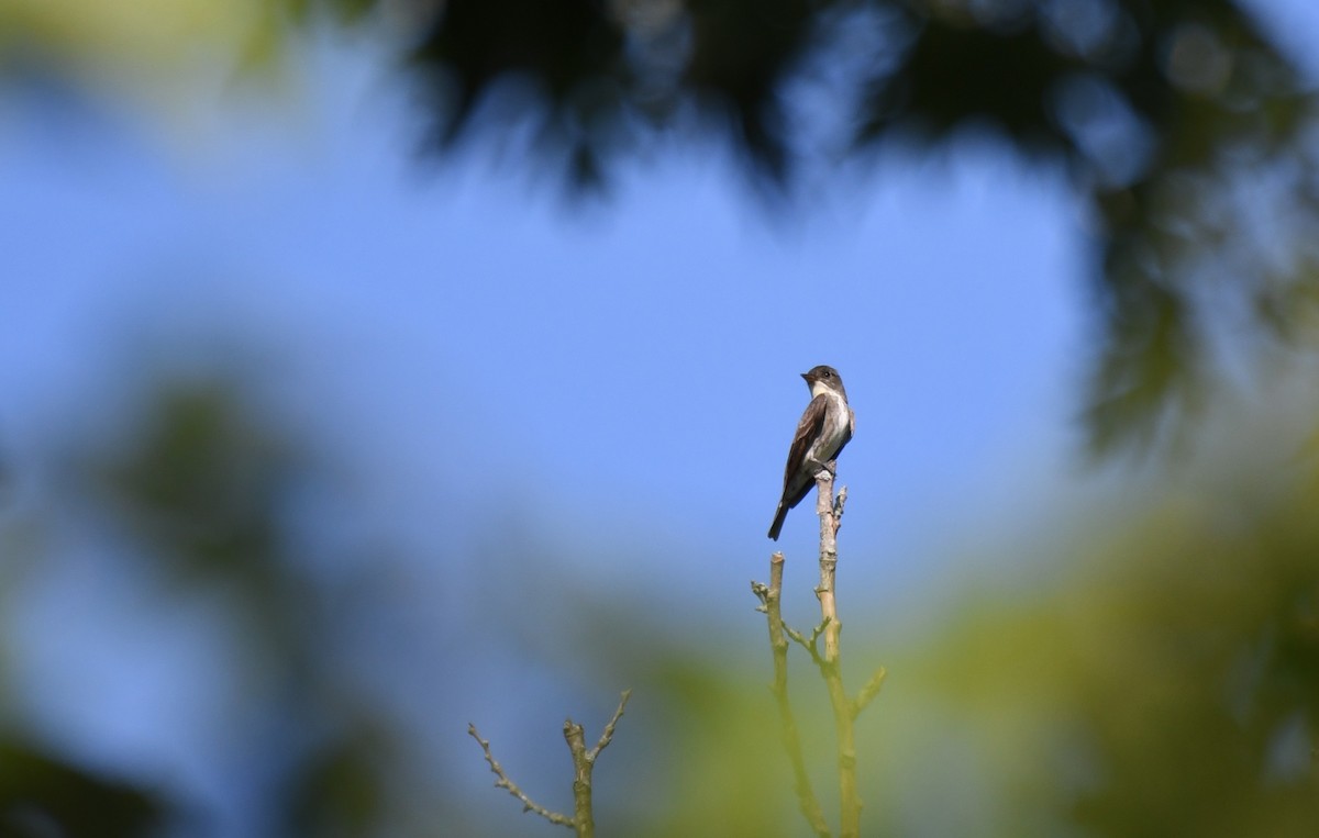 Boreal Sinekkapan - ML647867681