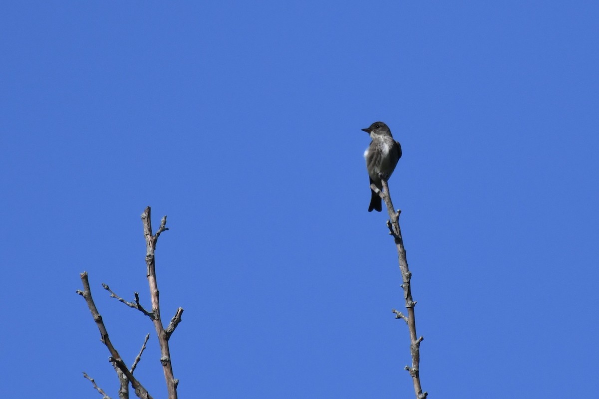 Boreal Sinekkapan - ML647867682