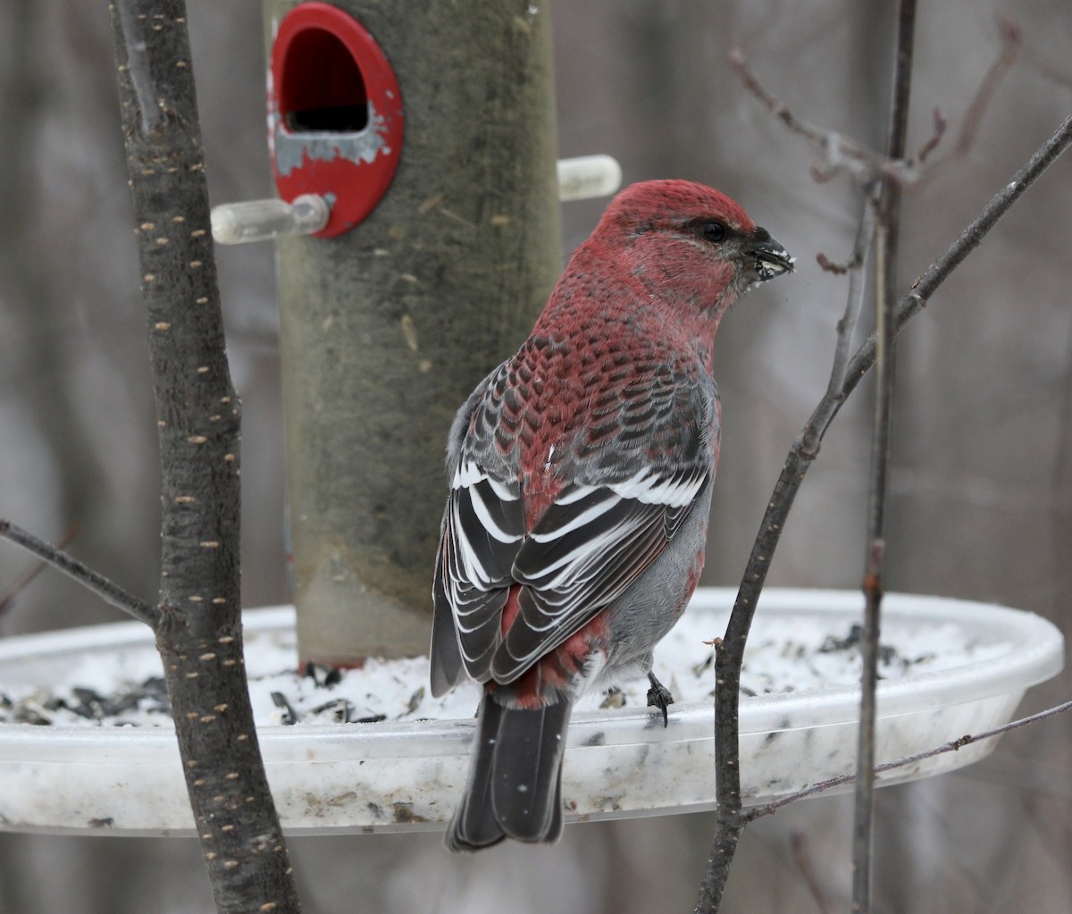 Tayga Çütresi - ML647867683