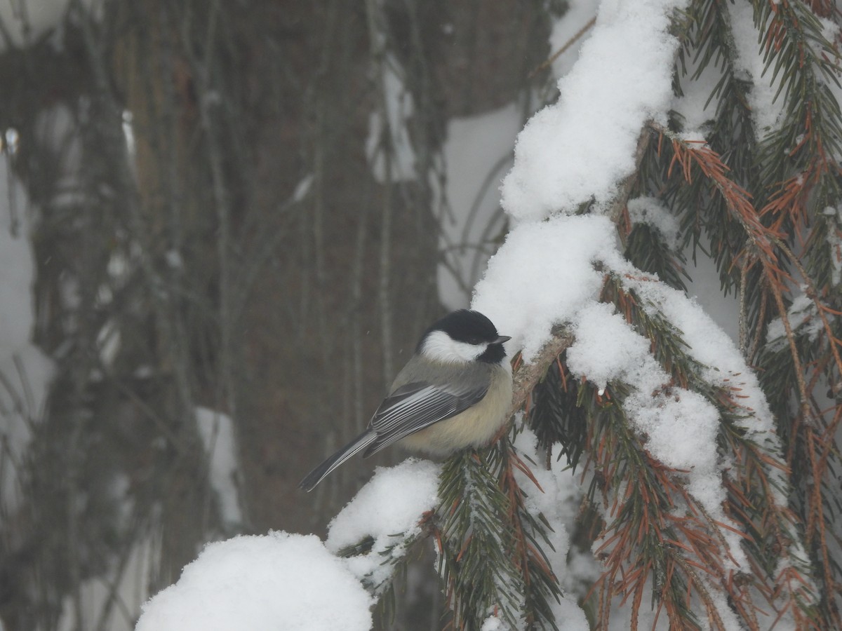 Amerika Baştankarası - ML647867684