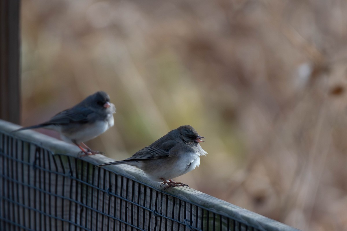 Kara Gözlü Junko (hyemalis/carolinensis) - ML647867686
