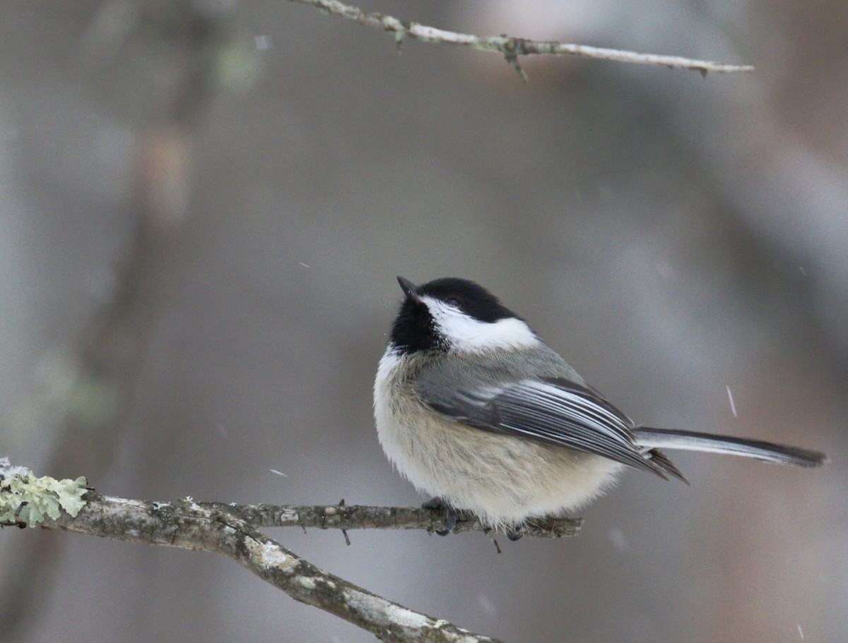 Amerika Baştankarası - ML647867688
