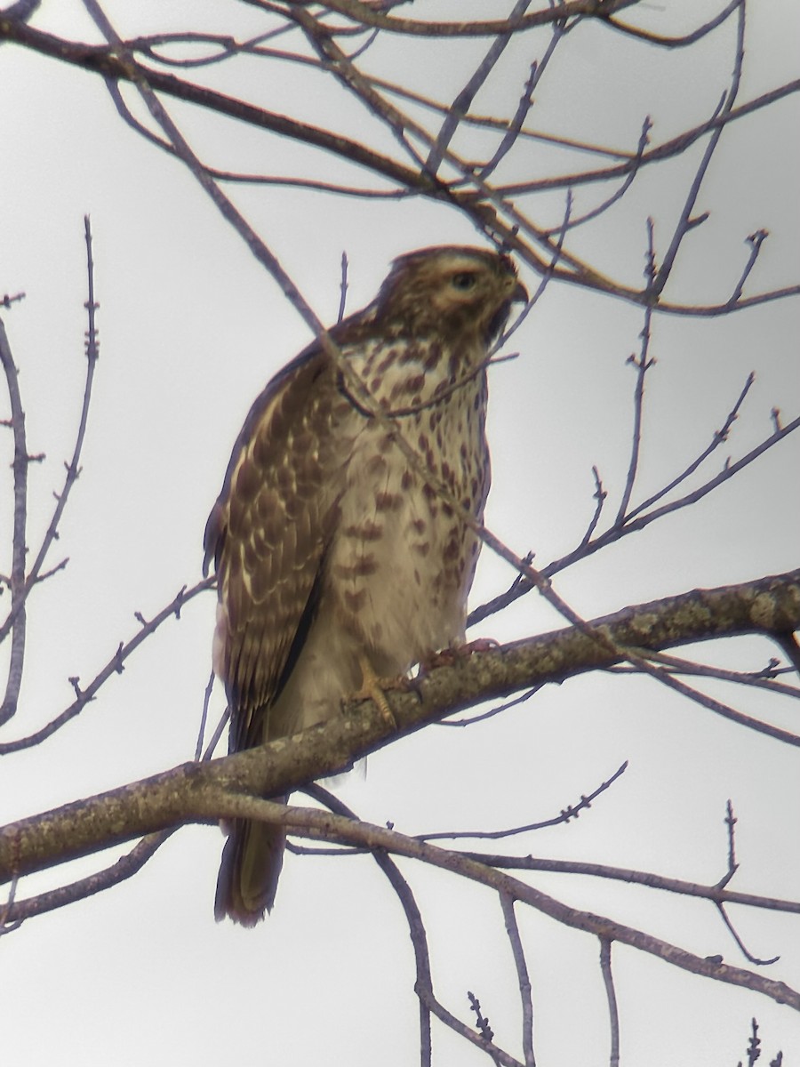 Kızıl Omuzlu Şahin - ML647867689