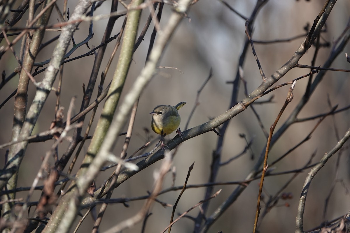 Macgillavray Ötleğeni - ML647867690