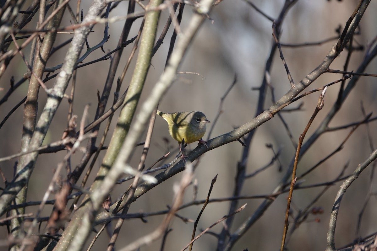 Macgillavray Ötleğeni - ML647867691