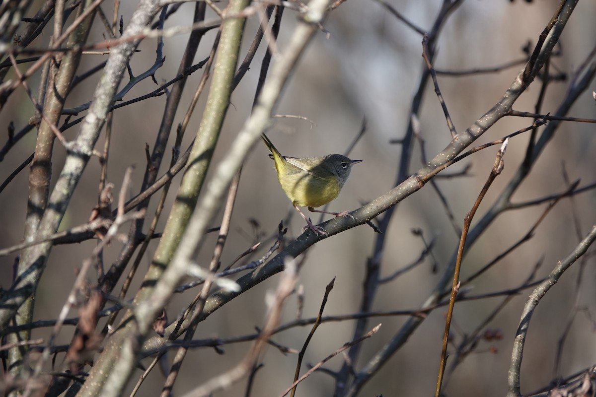 Macgillavray Ötleğeni - ML647867692