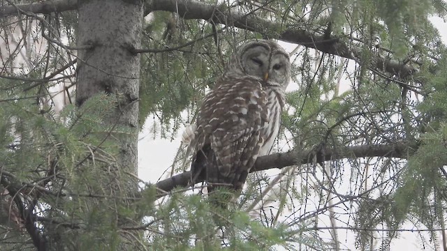 Çizgili Baykuş - ML647867699