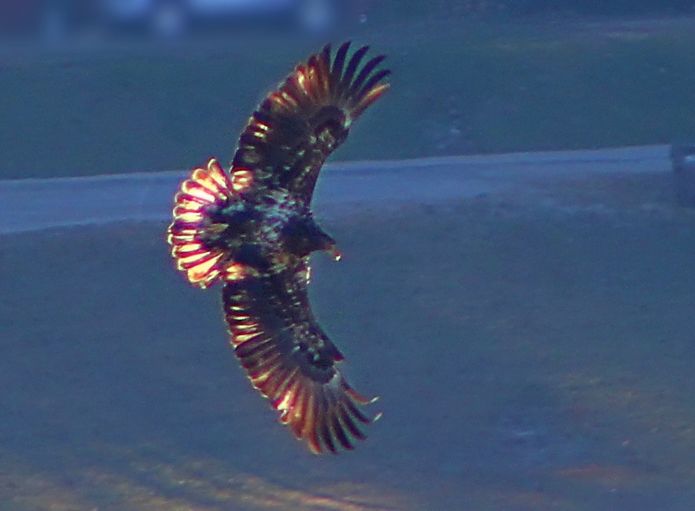 Ak Başlı Kartal - ML647867700