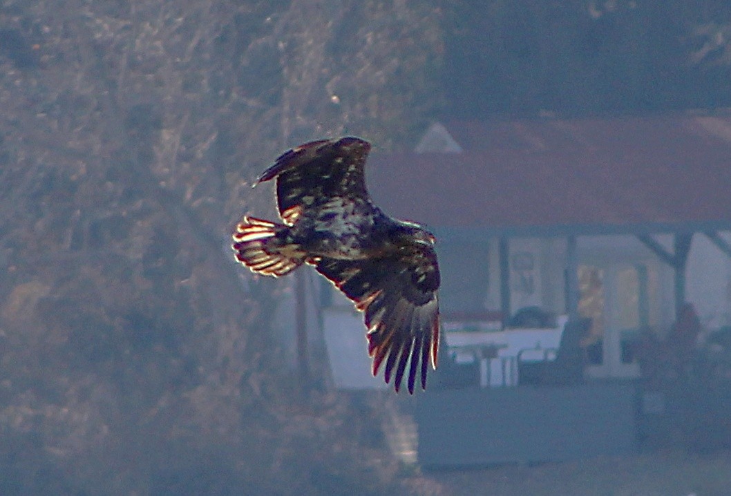 Ak Başlı Kartal - ML647867701