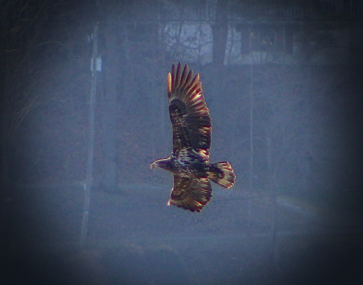 Ak Başlı Kartal - ML647867702