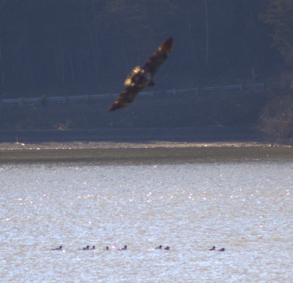 Ak Başlı Kartal - ML647867703