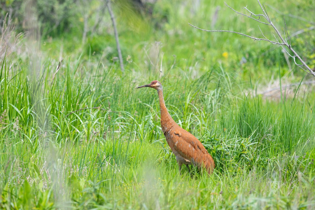 Kanada Turnası - ML647867704