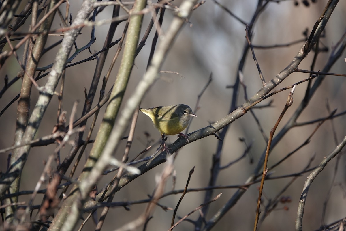 Macgillavray Ötleğeni - ML647867705