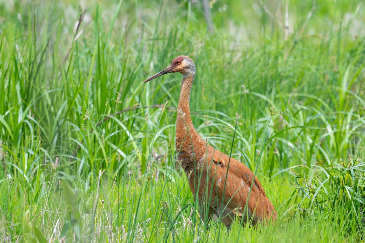 Kanada Turnası - ML647867707