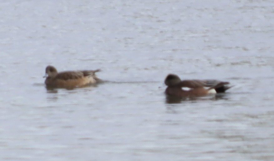American Wigeon - ML647867739