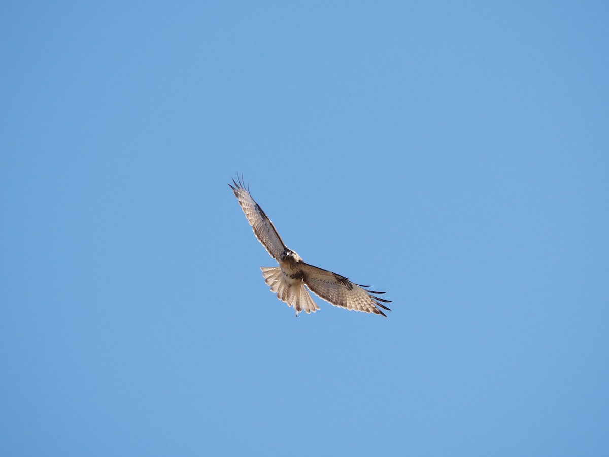Eastern Buzzard - ML647867747