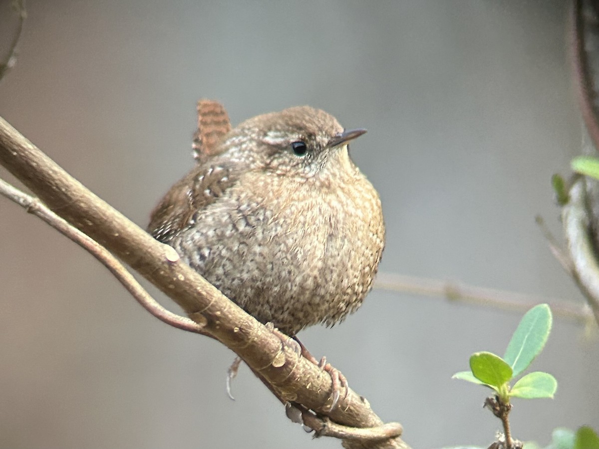 střízlík kanadský - ML647867752