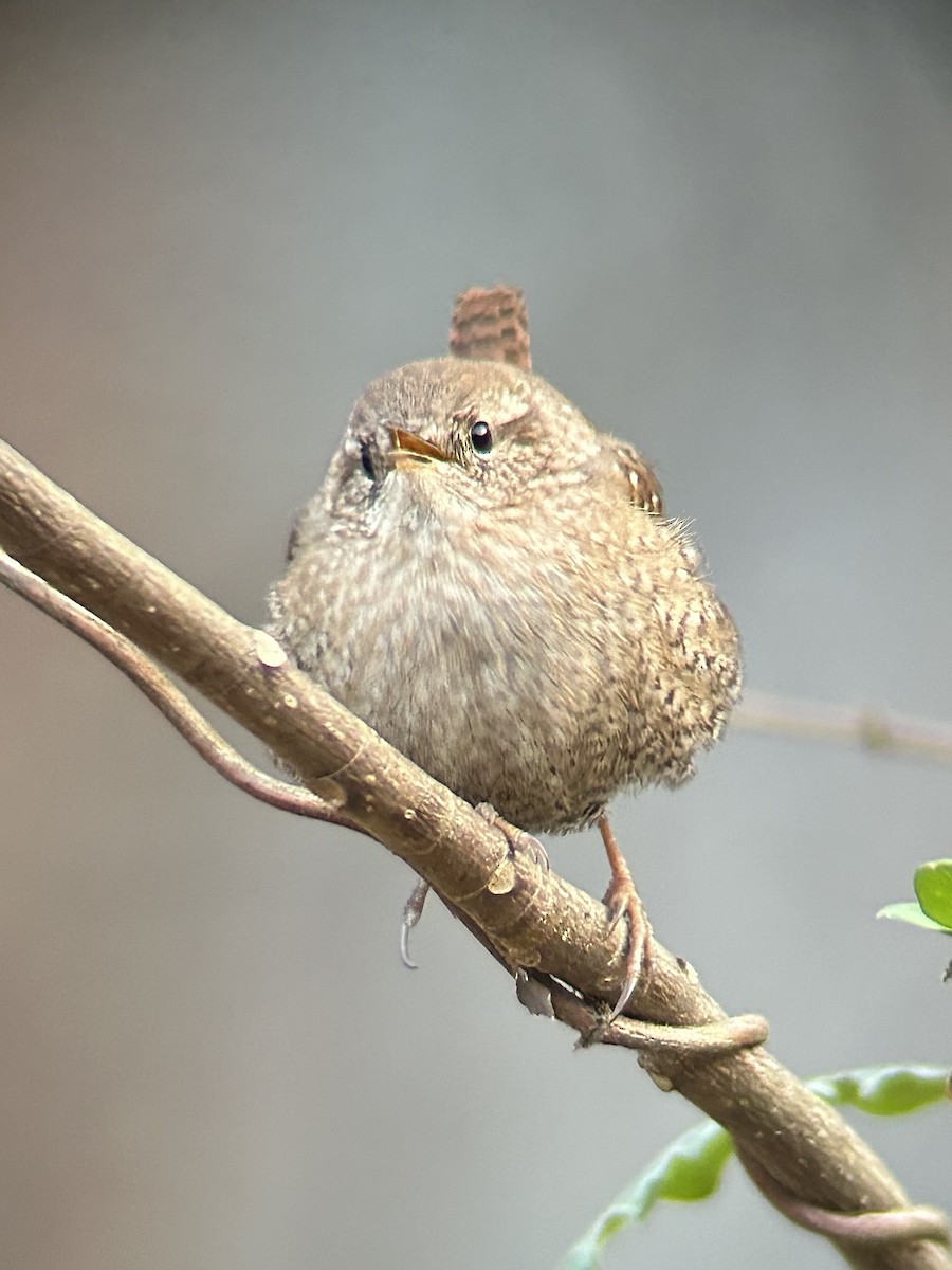 střízlík kanadský - ML647867753