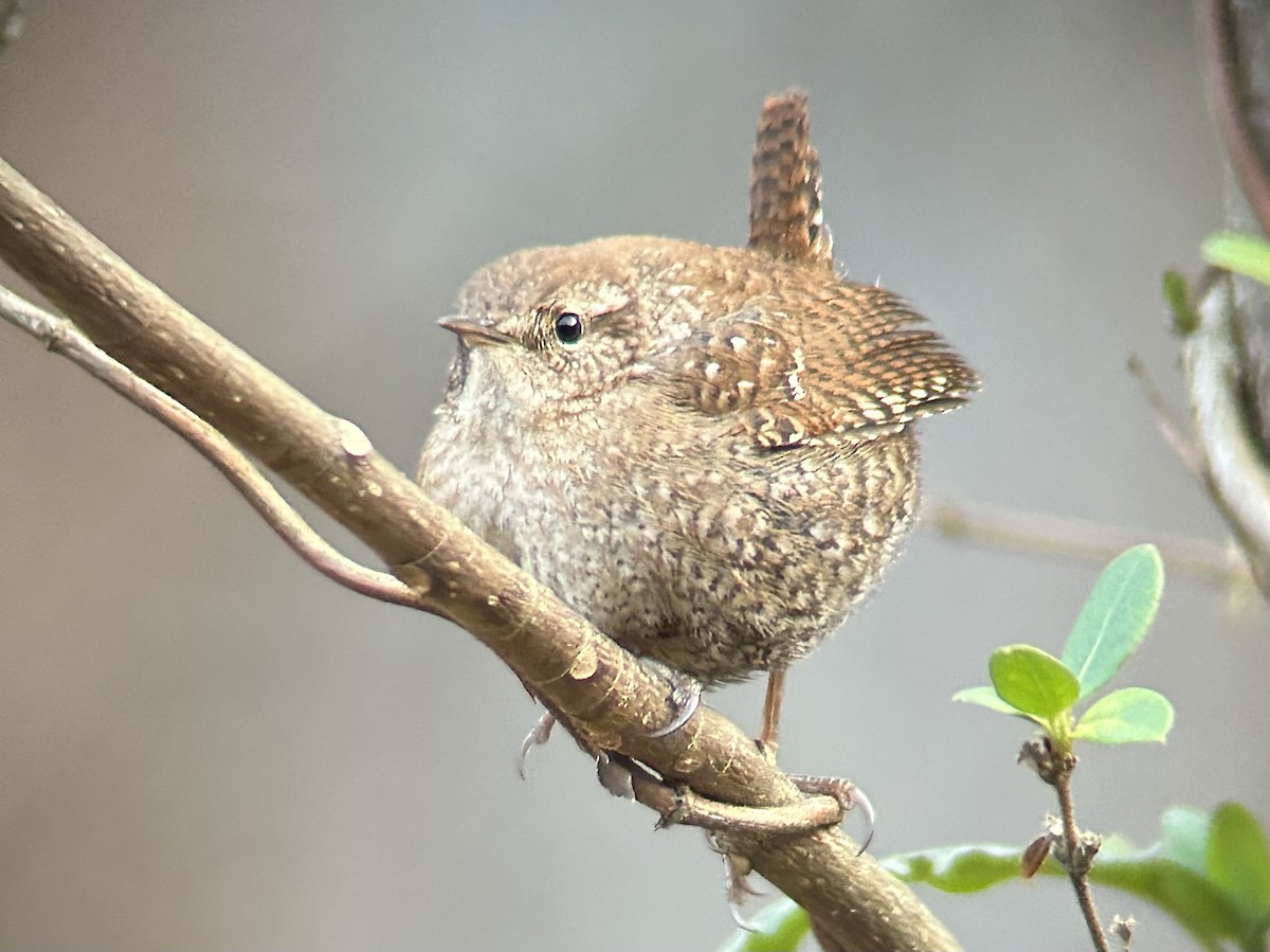 střízlík kanadský - ML647867754