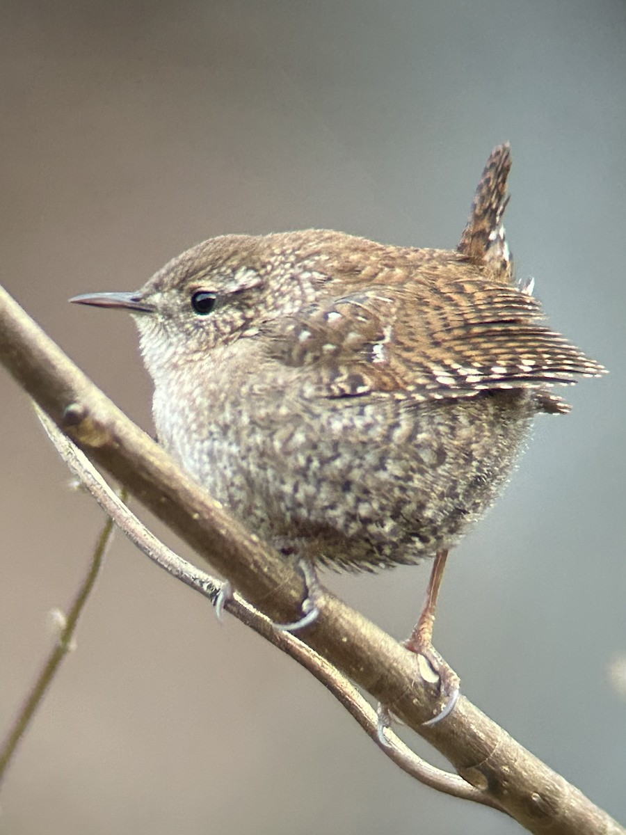 střízlík kanadský - ML647867755