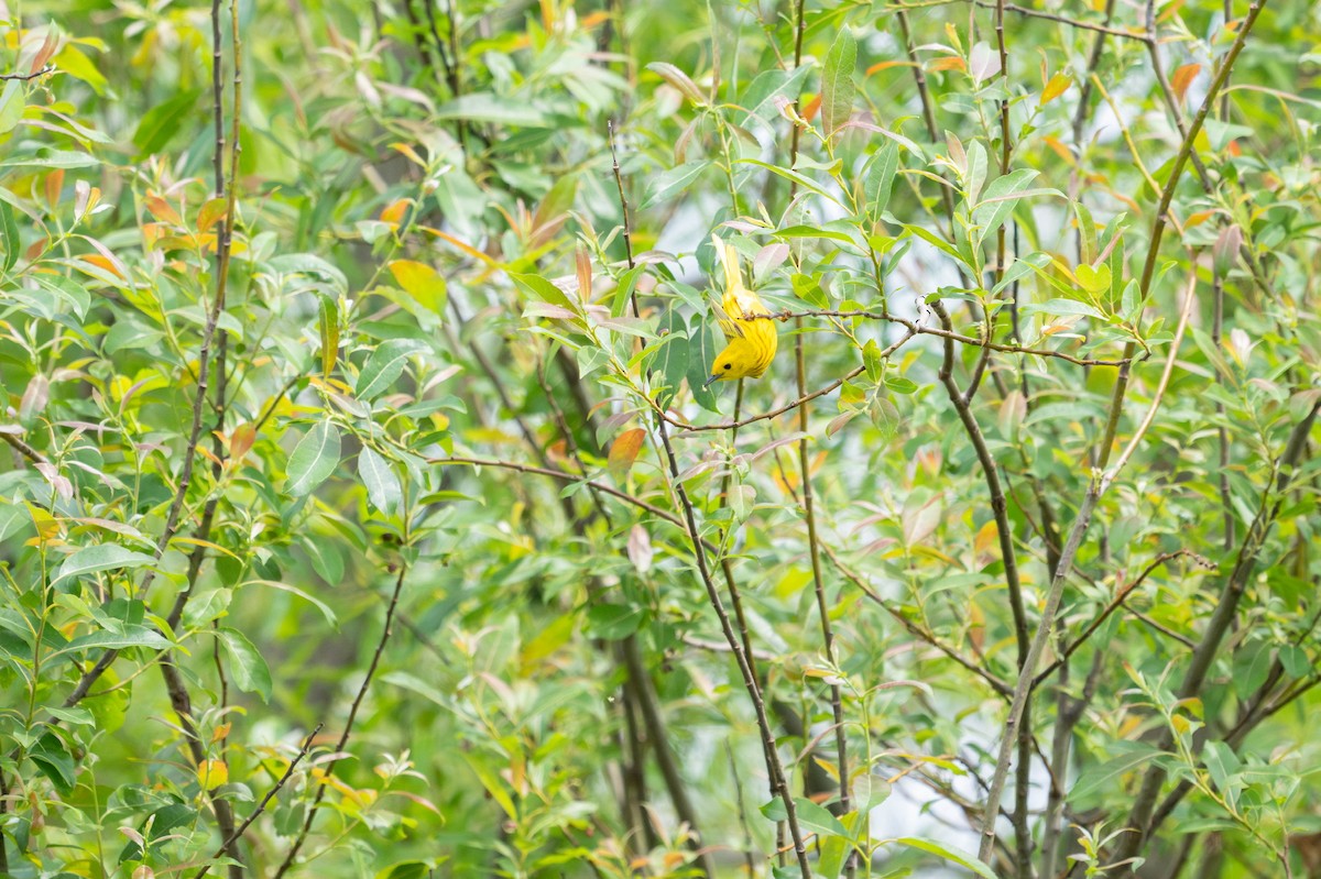 Sarı Ötleğen - ML647867780