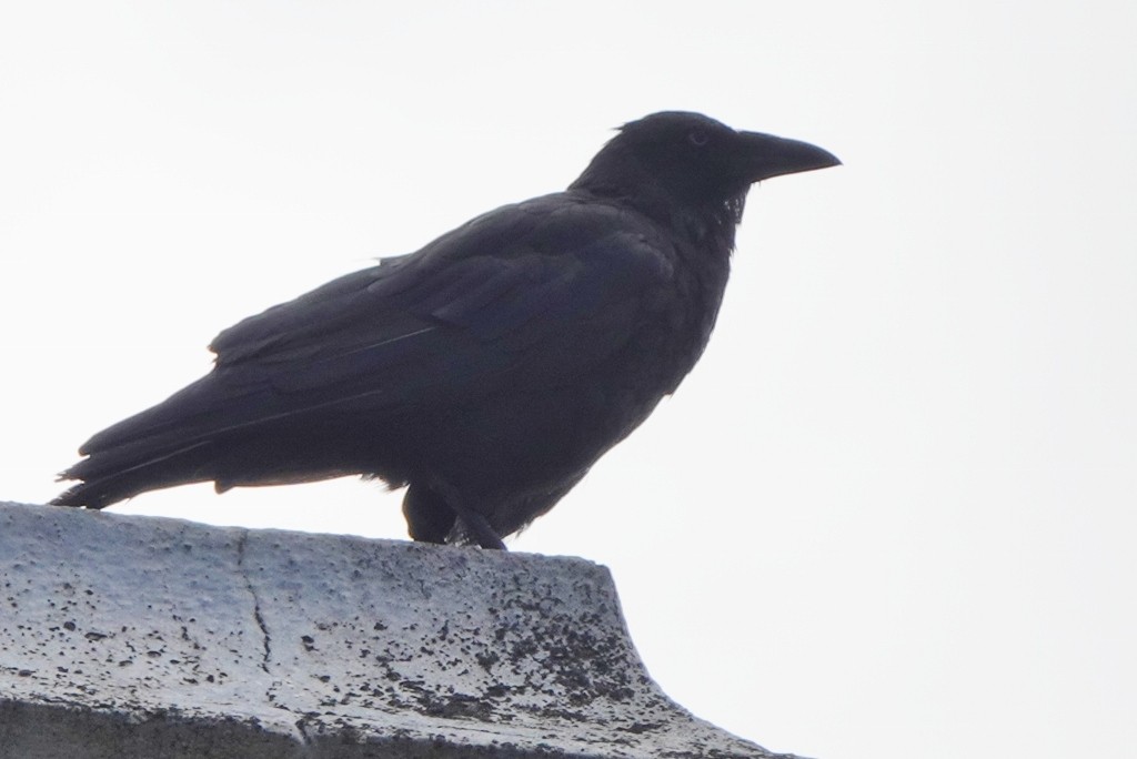 Little Raven - ML647867783