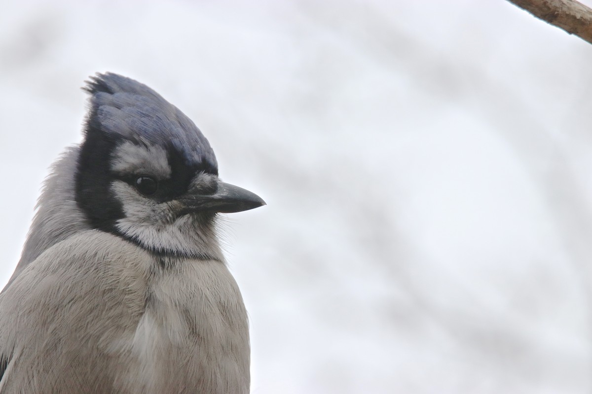 Blue Jay - ML647867787