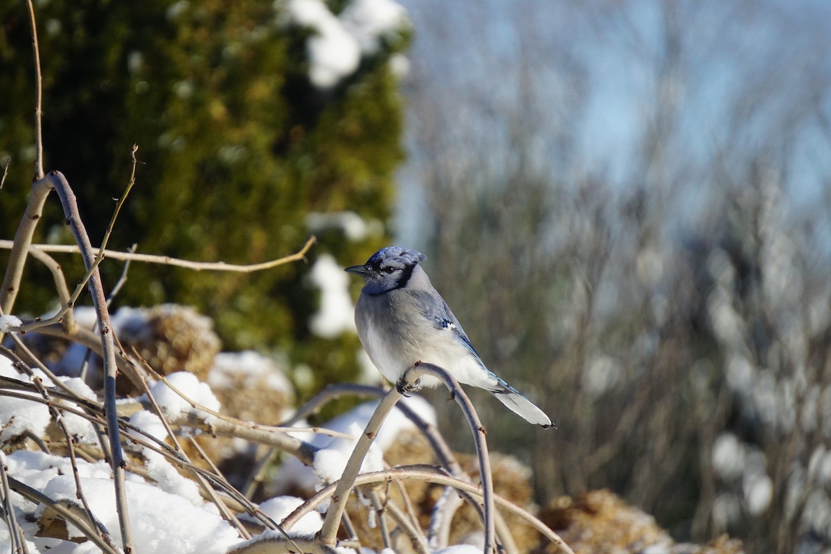 Blue Jay - ML647867799