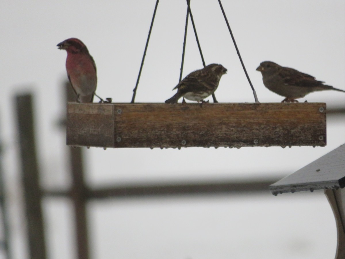 purpurfink - ML647867800