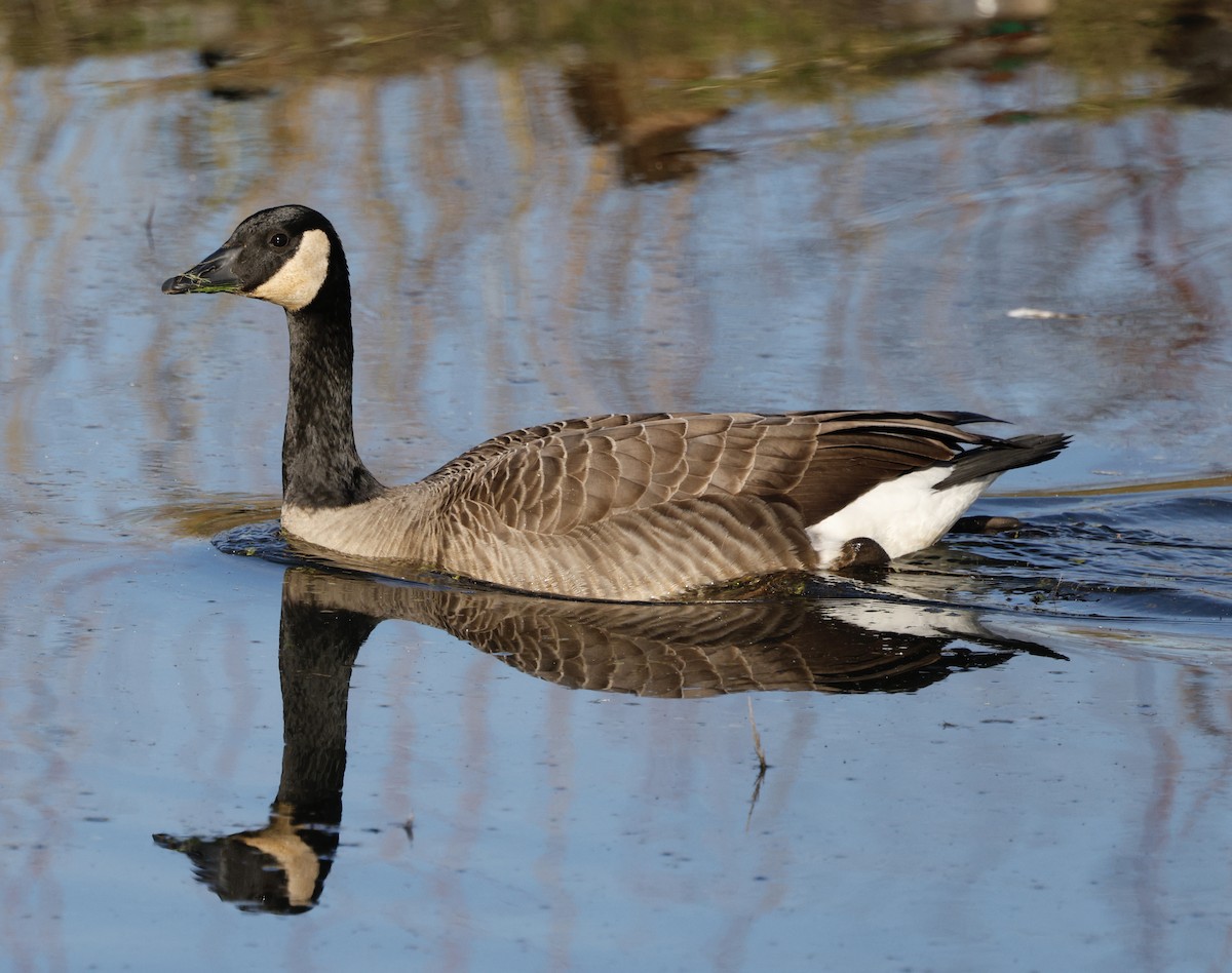 Barnacla Canadiense Grande - ML647867802