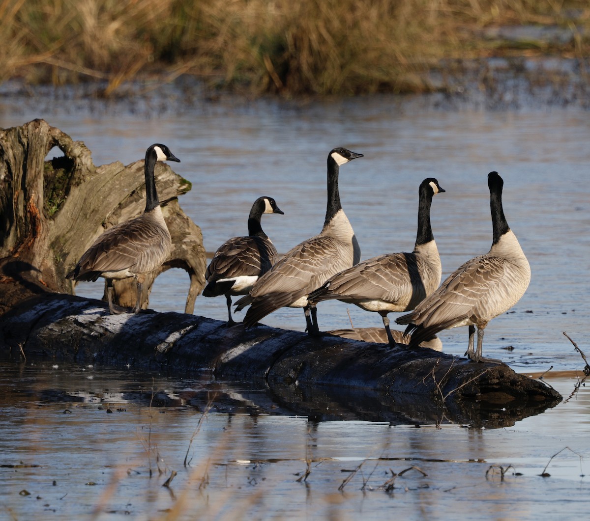 Barnacla Canadiense Grande - ML647867803