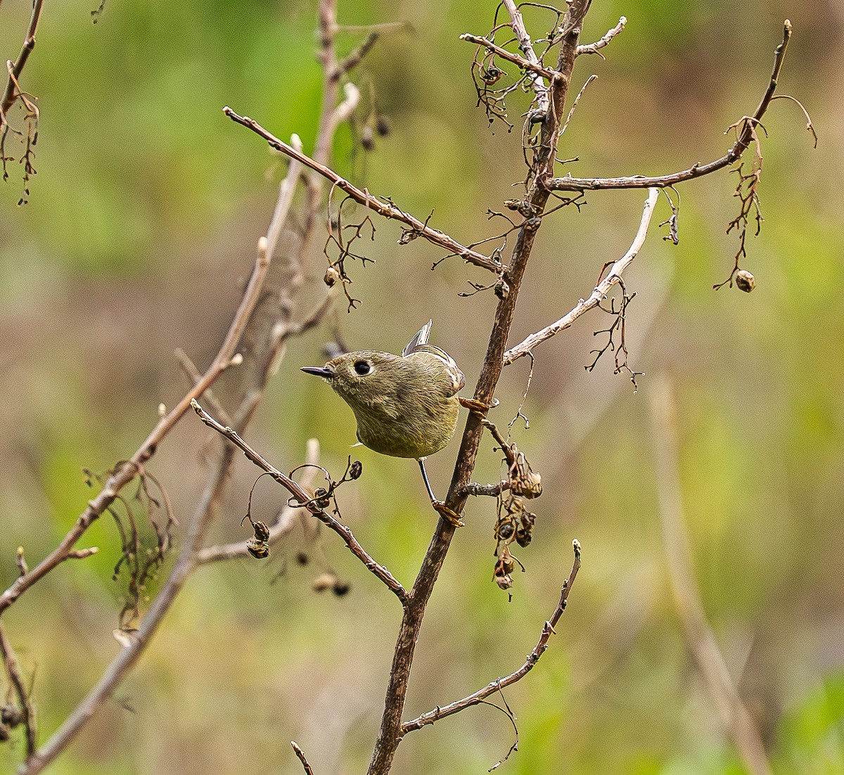 Золотомушка рубіновочуба - ML647867805
